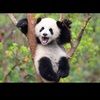 royal_panda